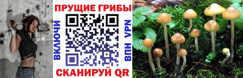 Галлюциногенные грибы прущие грибы Пучеж